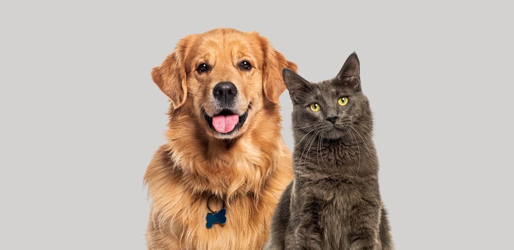 Paws, Whiskers, and Tail: How Neuroscience Explains the Love for Pets and Why They Heal Us