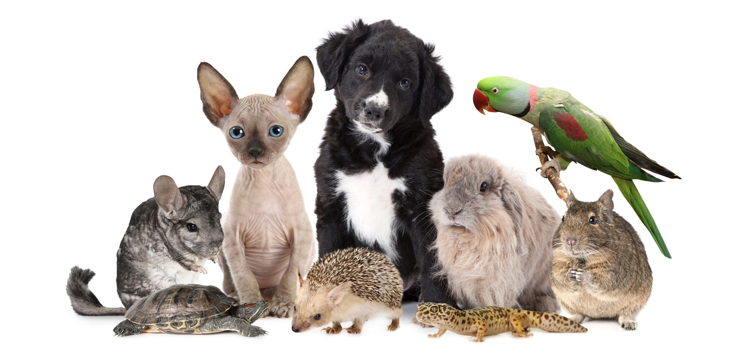 Pets: friends who make our lives brighter