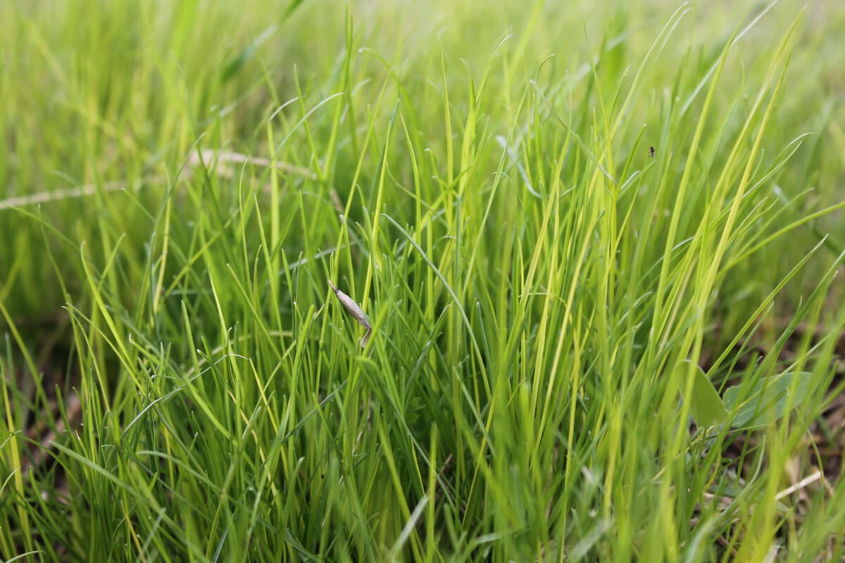 Why do people love the smell of freshly cut grass