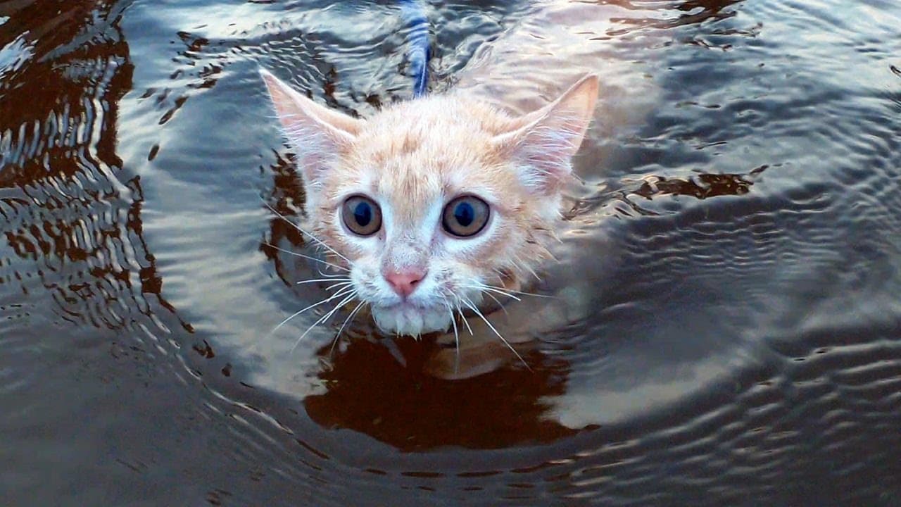 Why can't cats swim