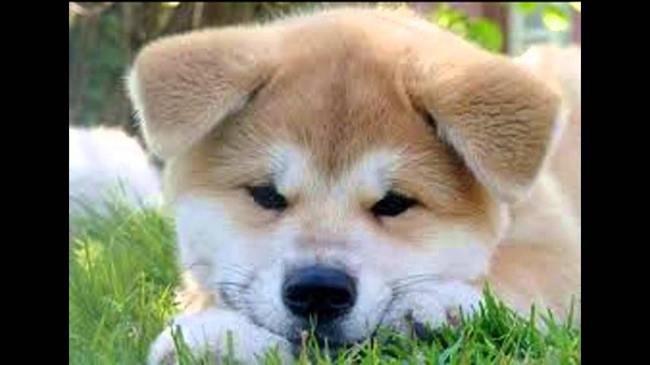 How to choose a dog if there is a child in the house