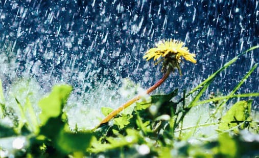 Why do we love the smell of rain? The scientific mystery of petrichor—the aroma that makes the heart beat faster.