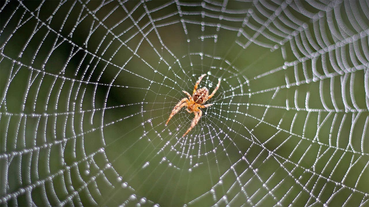 Why are people afraid of spiders? A scientific look at arachnophobia.
